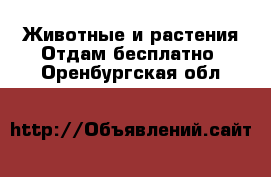 Животные и растения Отдам бесплатно. Оренбургская обл.